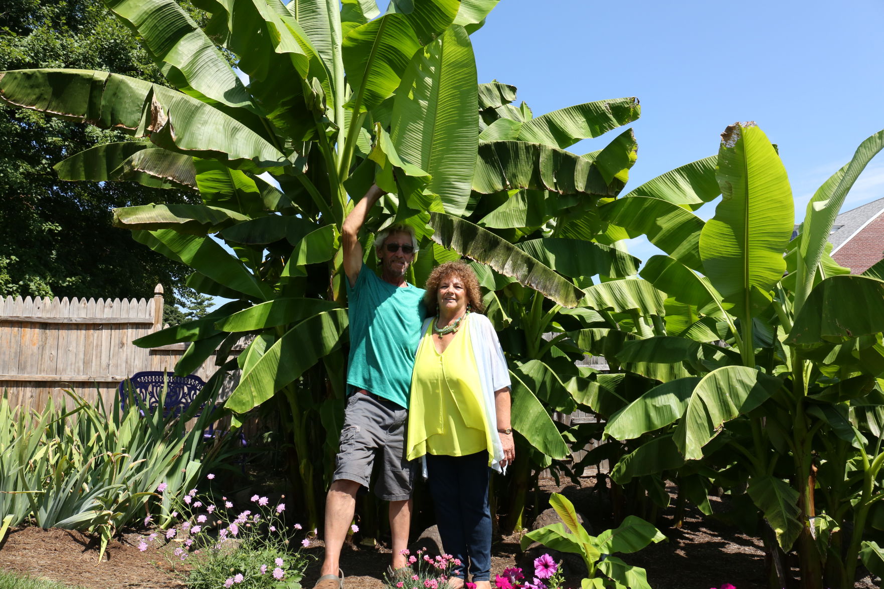 Banana plant